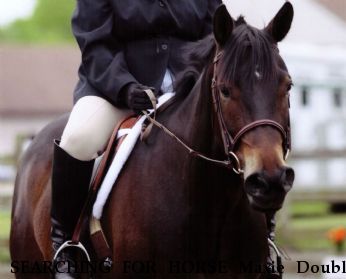 SEARCHING FOR HORSE Maxie Double Fudge aka Lexy, $1000. REWARD Near Stem, NC, 27581